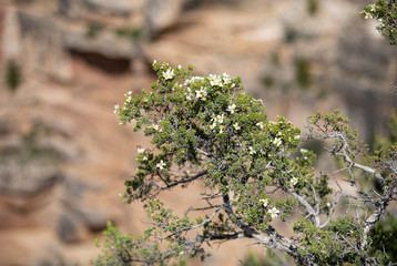 Beautiful flowers rustic desert tree Grand Canyon. North rim of the Grand Canyon Arizona beautiful remote dangerous cliff lookout. Natural scenic overlooks.  Tourism and ecology, nature and biology.