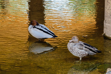 Two Australian Wood Ducks resting