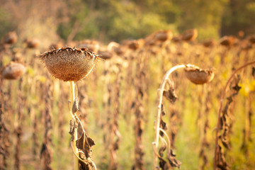 Dry sunflowers on the garden in autumn,With warm sunlight in the morning.