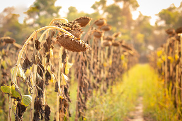 Dry sunflowers on the garden in autumn,With warm sunlight in the morning.