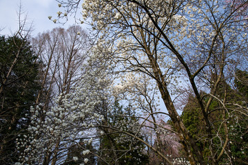 樹木公園にハクモクレンが咲き始める