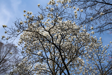 樹木公園にハクモクレンが咲き始める