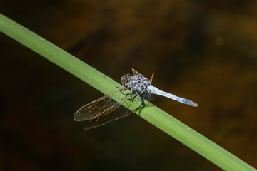 Blue Skimmer Dragonfly resting