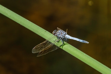Blue Skimmer Dragonfly resting