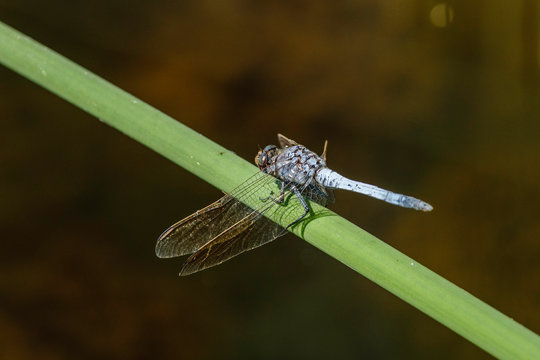 Blue Skimmer Dragonfly Resting