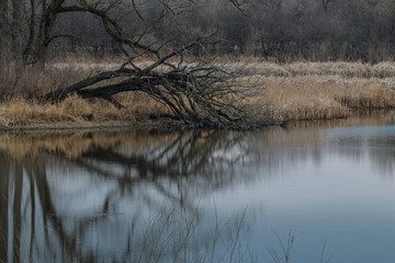 Ned Brown Preserve (Busse Woods)