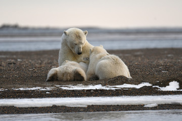 Alaska white polar bear from Arctic