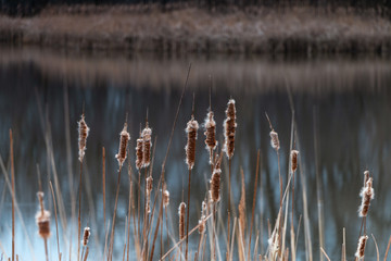 reeds in the water