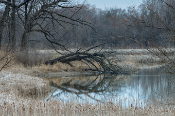 Ned Brown Preserve (Busse Woods)