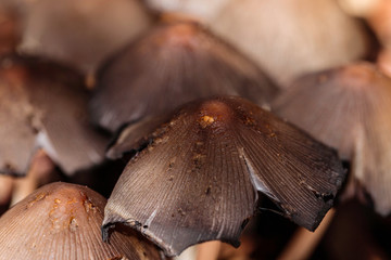 Bolbitiaceae mushrooms beside a wet path