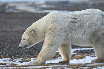 Obraz na płótnie Canvas Alaska white polar bear from Arctic