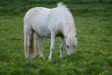 Naklejka na ściany i meble Iceland Horse
