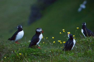 Fototapeta premium Puffin colony at Dyrholaey, Iceland