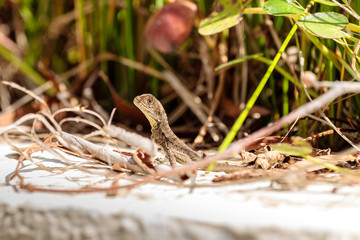 Gippsland Water Dragon juvenile on a rock
