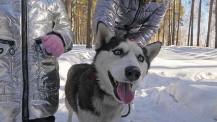 Woman and small child walking running in winter forest with of husky dog. Young mother with...