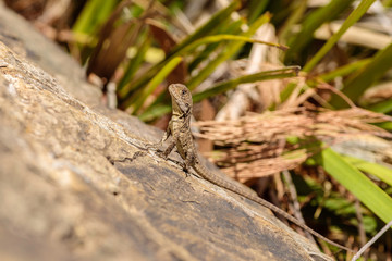 Gippsland Water Dragon juvenile on a rock