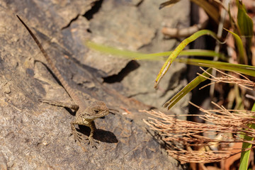 Gippsland Water Dragon juvenile on a rock