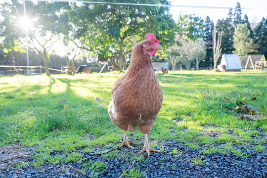 Free range backyard chicken on a small farm in Northland, New Zealand, NZ