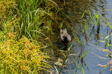Purple Swamphen and chicks looking for food