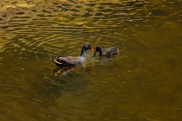 Purple Swamphen and chicks looking for food