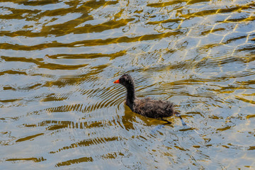 Purple Swamphen chicks looking for food