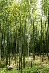 京都　竹林