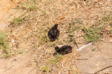 Purple Swamphen chicks