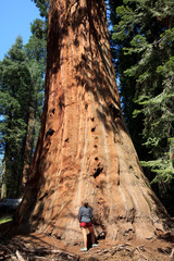 California / USA - August 23, 2015: A girl looks a Giant Sequoia trunk in the forest of Sequoia National Park, California, USA