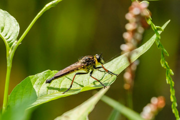 Robber Fly (Zosteria rosevillensis) resting on a leaf