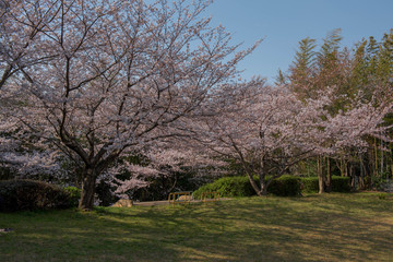 公園の桜