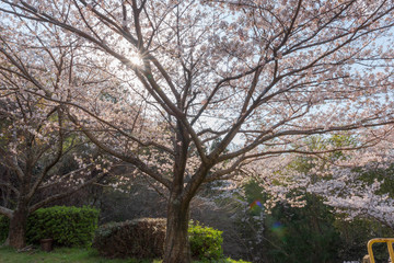 Fototapeta na wymiar 公園の桜