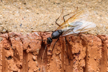 Winged female ant on brickwork