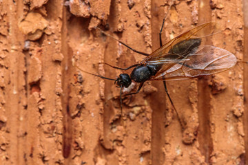 Winged female ant on brickwork