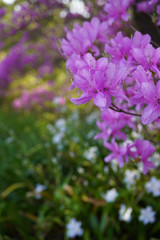 Fototapeta premium 紫のミツバツツジが咲く風景／Rhododendron dilatatum