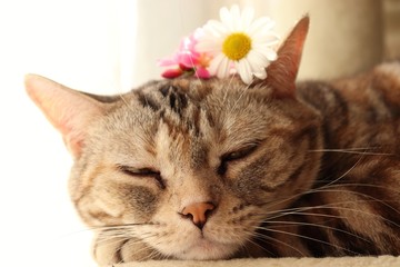 熟睡する猫アメリカンショートヘア
