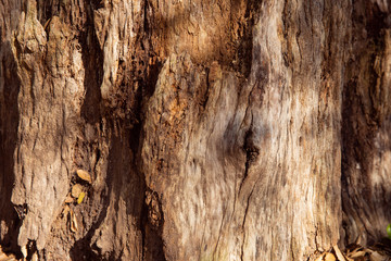 Cracked wood texture. Old wood texture. Wood texture background.