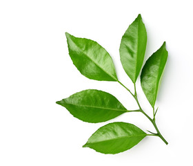 green leaf isolate on white background