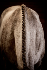 Horse Details © Terri Cage 