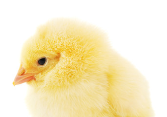 Small yellow chicken.