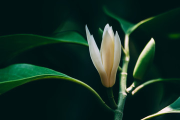 White Champaka flowers on the black background. Vintage flowers tone.