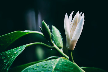 White Champaka flowers on the black background. Vintage flowers tone.