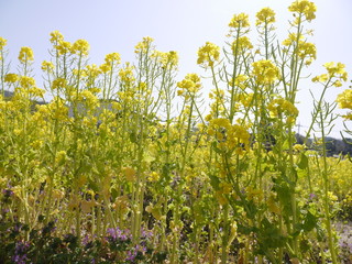 菜の花