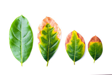Leaf infectious (leaves disease) with green leaves in bad environment isolated on white background...