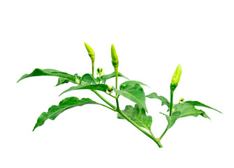 Green chillies with branches isolated on white background