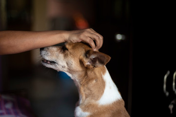 A cute Indian bread dog is being pampered by his owner in a Indian household. Indian dog and household interiors