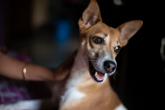 A Cute Indian Bread Dog Is Being Pampered By His Owner In A Indian Household. Indian Dog And Household Interiors