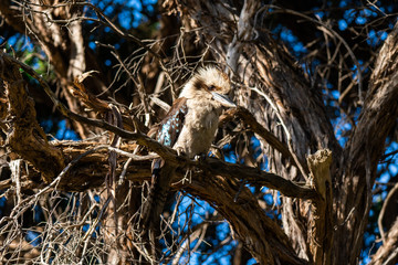 Ruffled Kookaburra perched on a branch.