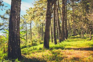 Fototapeta premium nature forest and sun bright with blue sky background