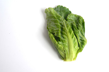The Brussels sprout is a member of the Gemmifera Group of cabbages