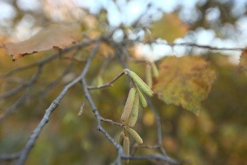 the hazelnut blossoms hang from a hazelnut bush as harbingers of spring . hazelnut earrings on a tree against a blue autumn sky . Green male flowers of a common hazel .